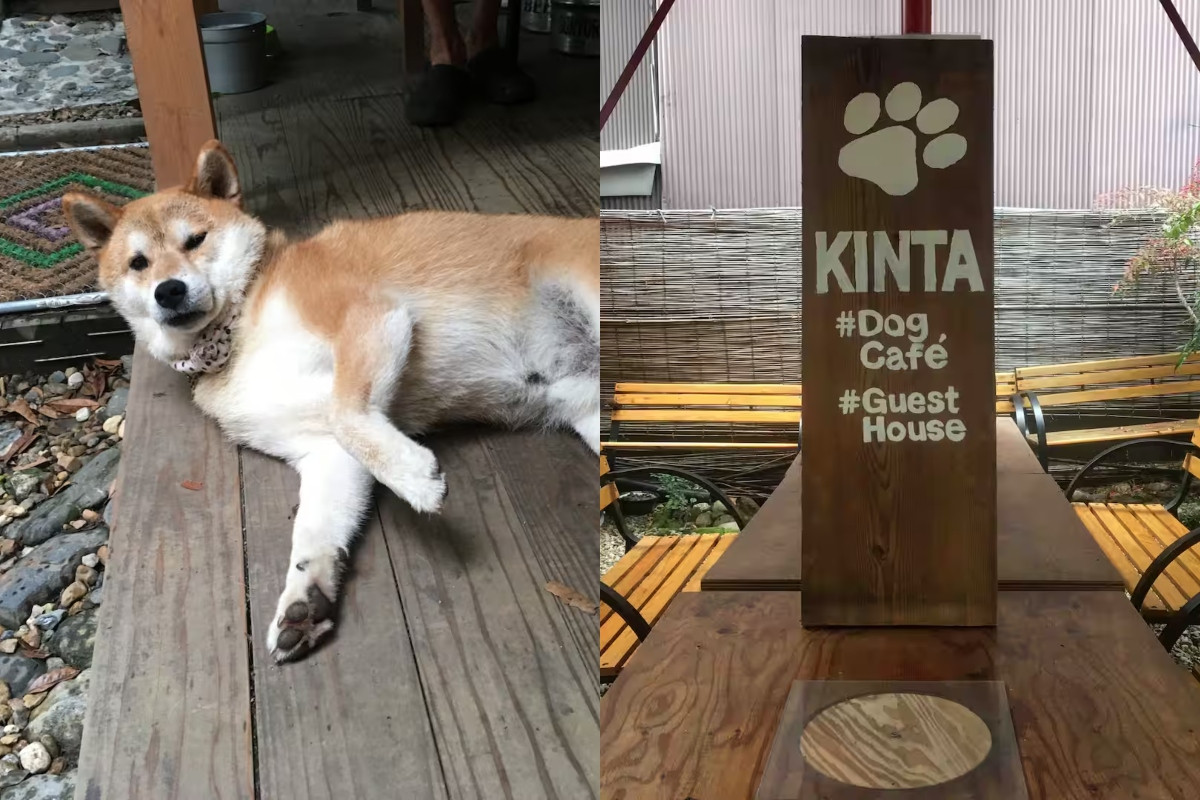 狗主題空間圍繞老闆愛犬Kinta打造,Ginkakuji Kinta在Airbnb的自介頁面甚至稱Kinta才是店主。(圖片來源:Ginkakuji Kinta Airbnb) 狗主題空間圍繞老闆愛犬Kinta打造,Ginkakuji Kinta在Airbnb的自介頁面甚至稱Kinta才是店主。(圖片來源:Ginkakuji Kinta Airbnb)