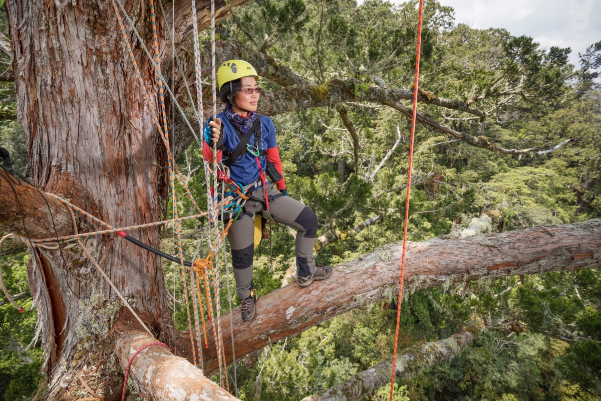「找樹的人」由森林生態學者徐嘉君於2014年發起，集結生態、測量、攀樹與山林專家，展開跨越全台的巨木調查。（圖片提供：找樹的人）