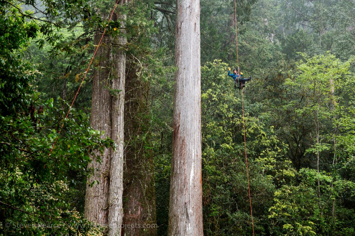 （圖片提供：找樹的人）