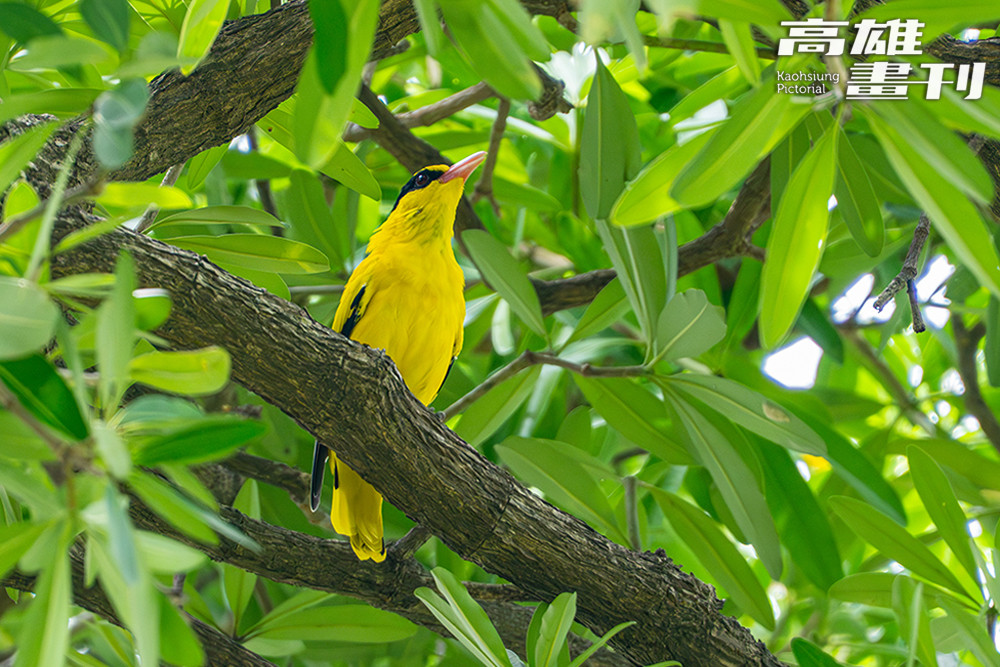 高雄果嶺自然公園