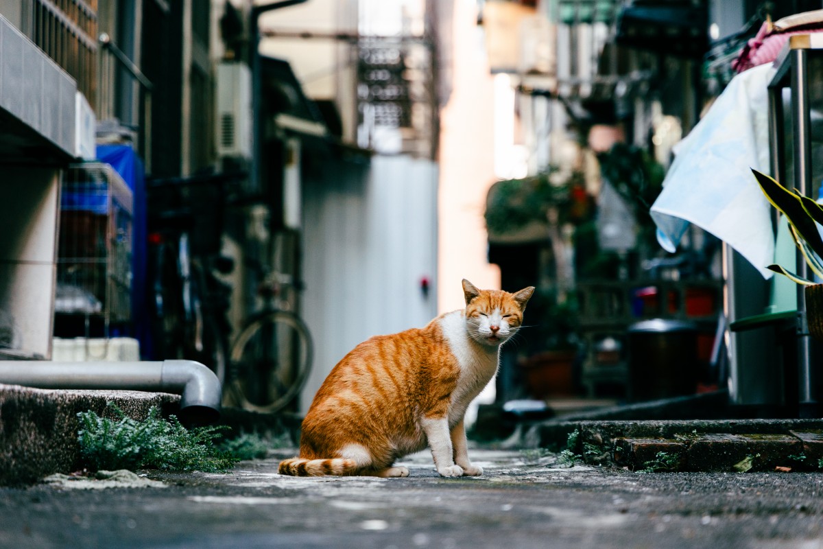 （圖片提供：嶺東科技大學、樸實創意）