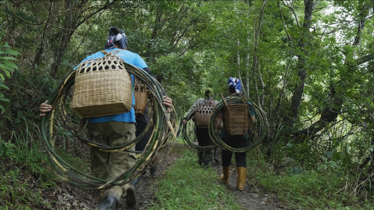 陳豪毅（Akac Orat），〈藤之路〉（o lalan no oway），2023，作品截圖。（圖片提供：新美館）