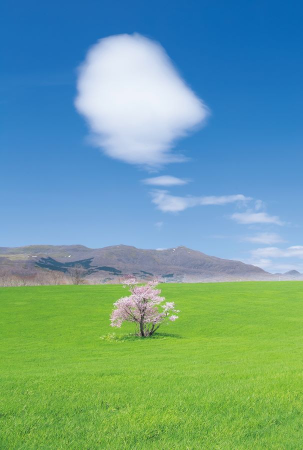 圖片來源：《日本絕景攝影指南：200個季節限定景點 × 完整實拍設定》