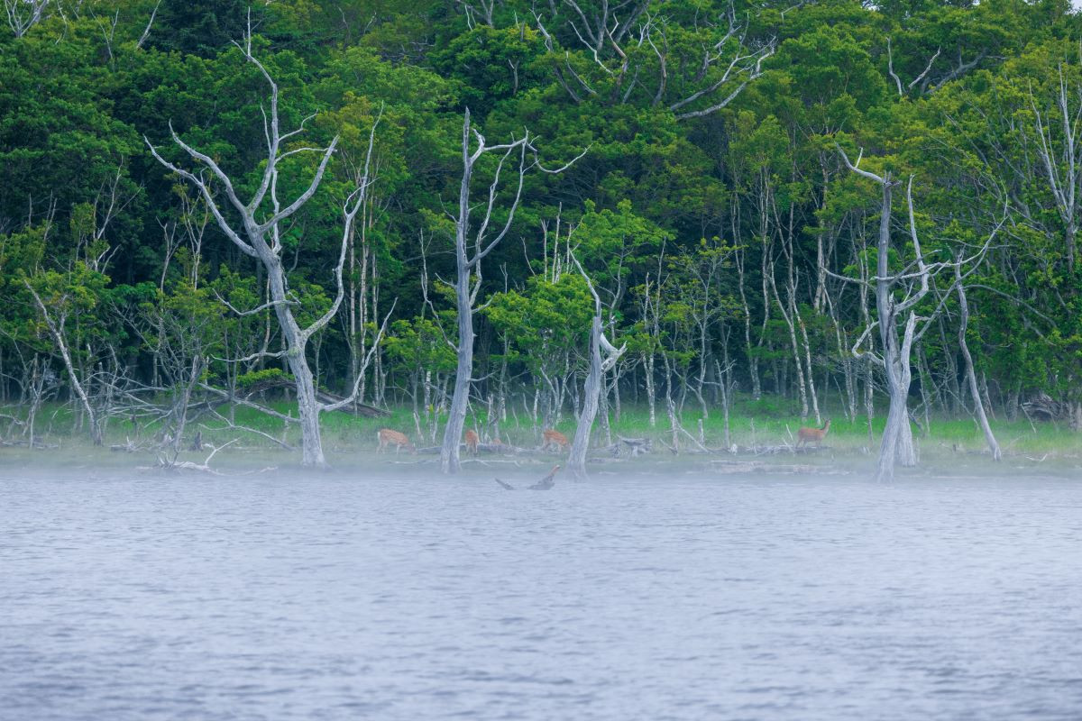圖片來源：《日本絕景攝影指南：200個季節限定景點 × 完整實拍設定》