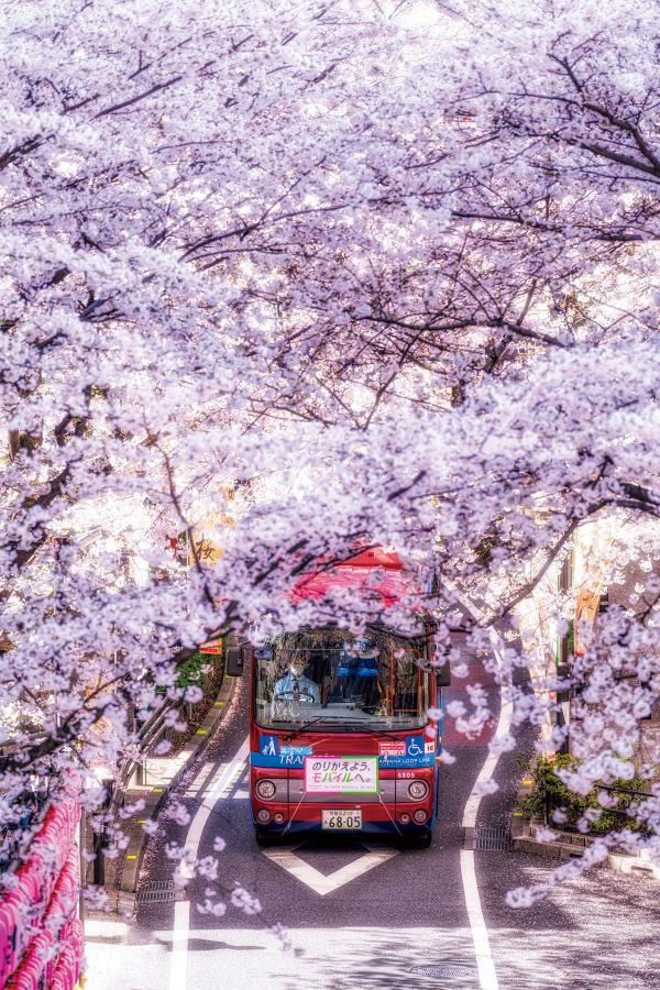 圖片來源：《日本絕景攝影指南：200個季節限定景點 × 完整實拍設定》