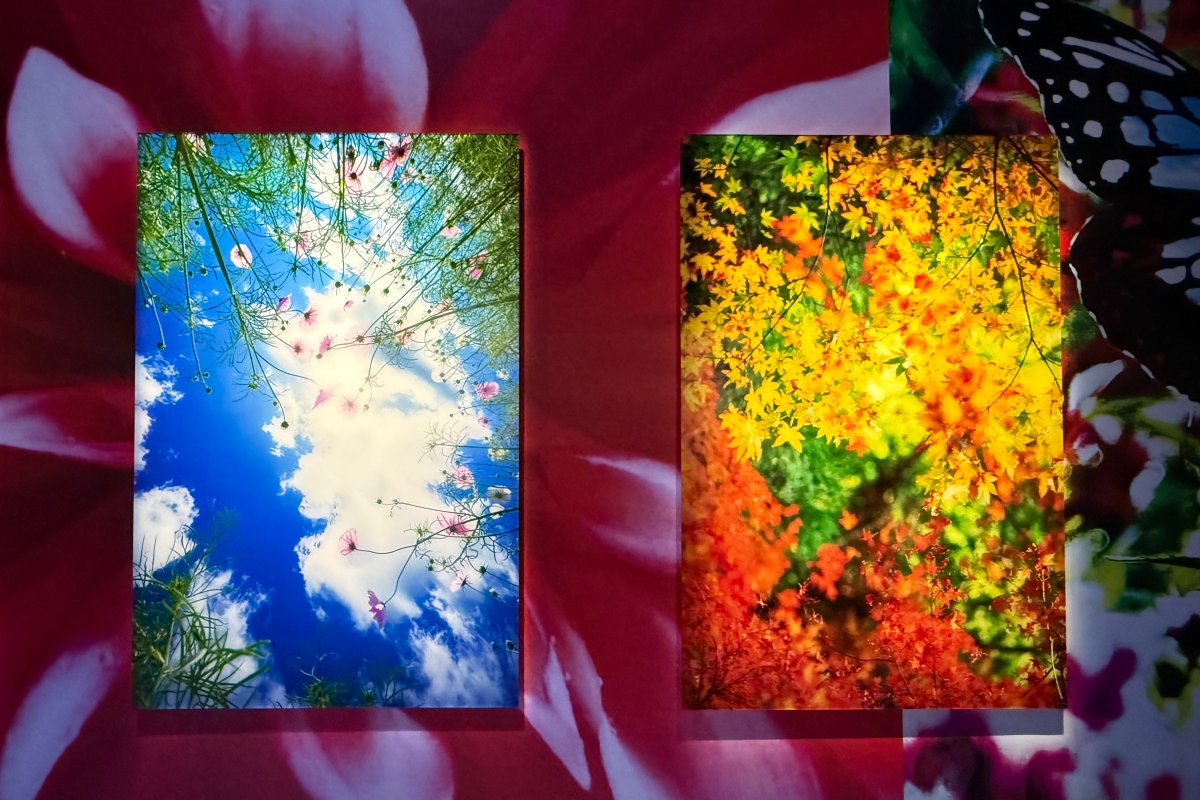 蜷川實花堅持以真實拍攝影像創作，不倚賴電腦CG生成視覺，透過鏡頭捕捉城市與自然景致的光影瞬間。（攝影：Adela Cheng）