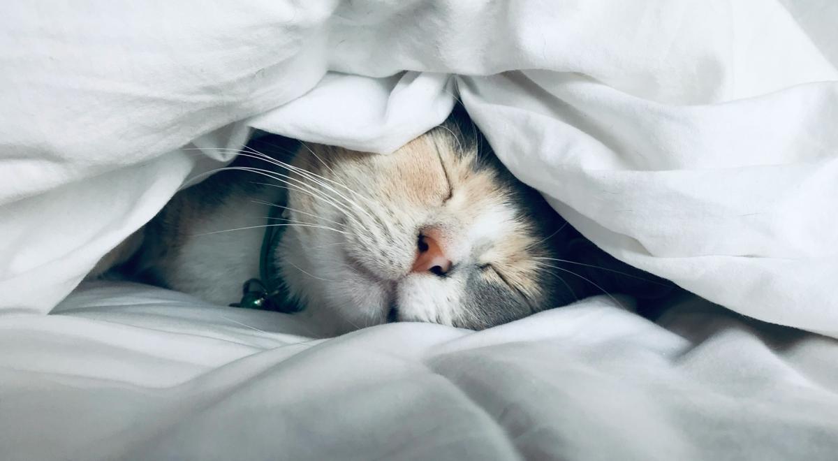 Photo by Kate Stone Matheson on Unsplash