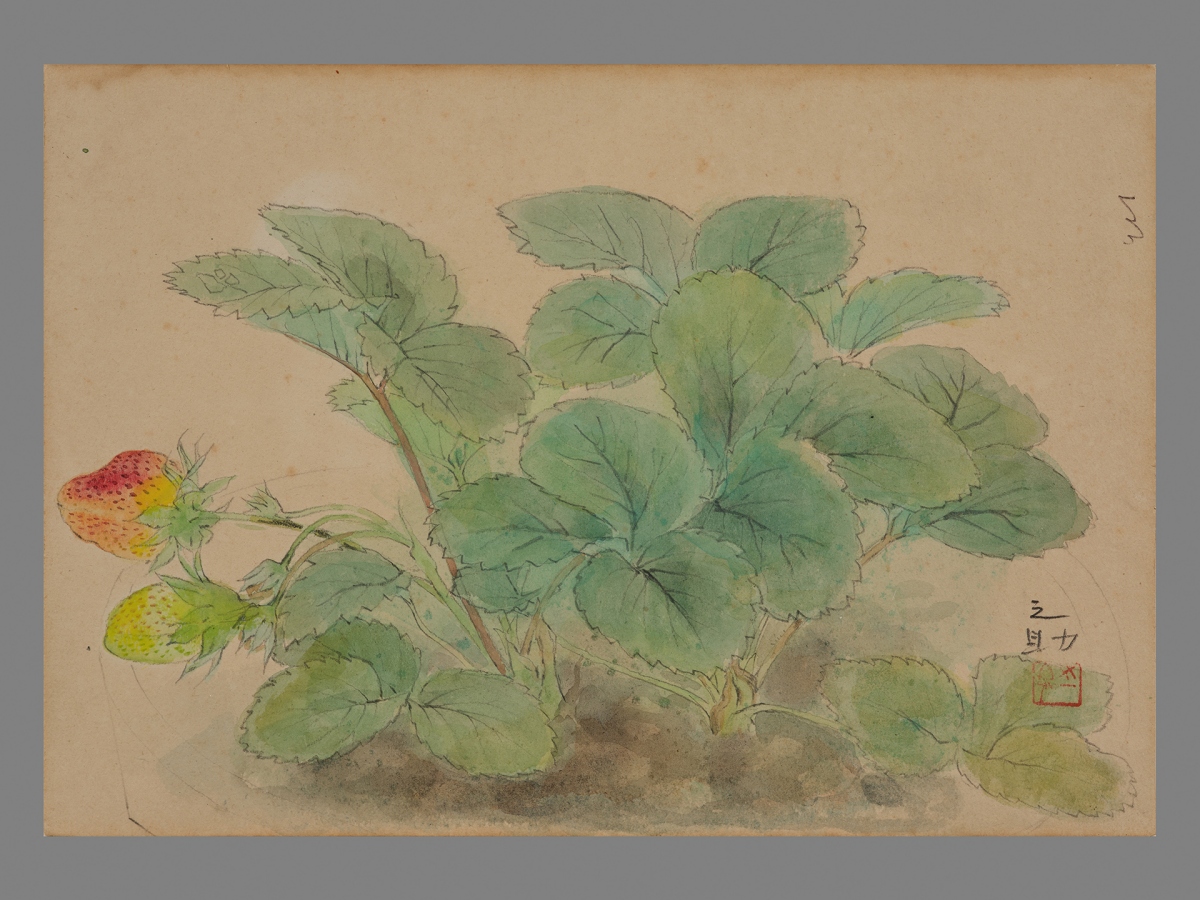 「大肚之盟：山海間的物際外交」展出作品：林之助，《草莓》，年代待考，水干顏料、宣紙，17.5✕24.5 cm，臺中市立美術館典藏。（圖片提供：中美館）