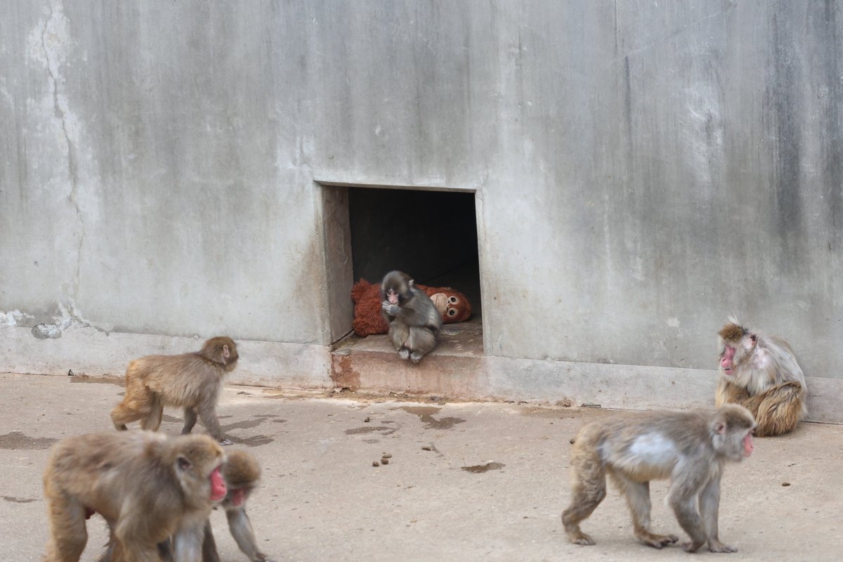 （圖片來源：市川市 X@ichikawa_shi）