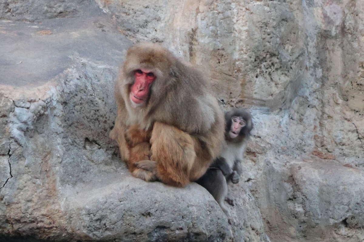（市川市動植物園 X@ichikawa_zoo）