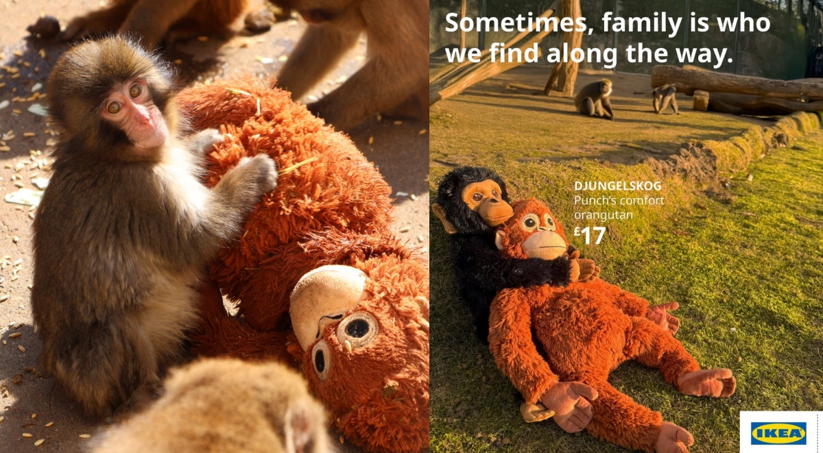 全世界網友為牠加油！抱著玩偶的日本小猴「Punch」爆紅，各國IKEA暖心應援喚起共鳴