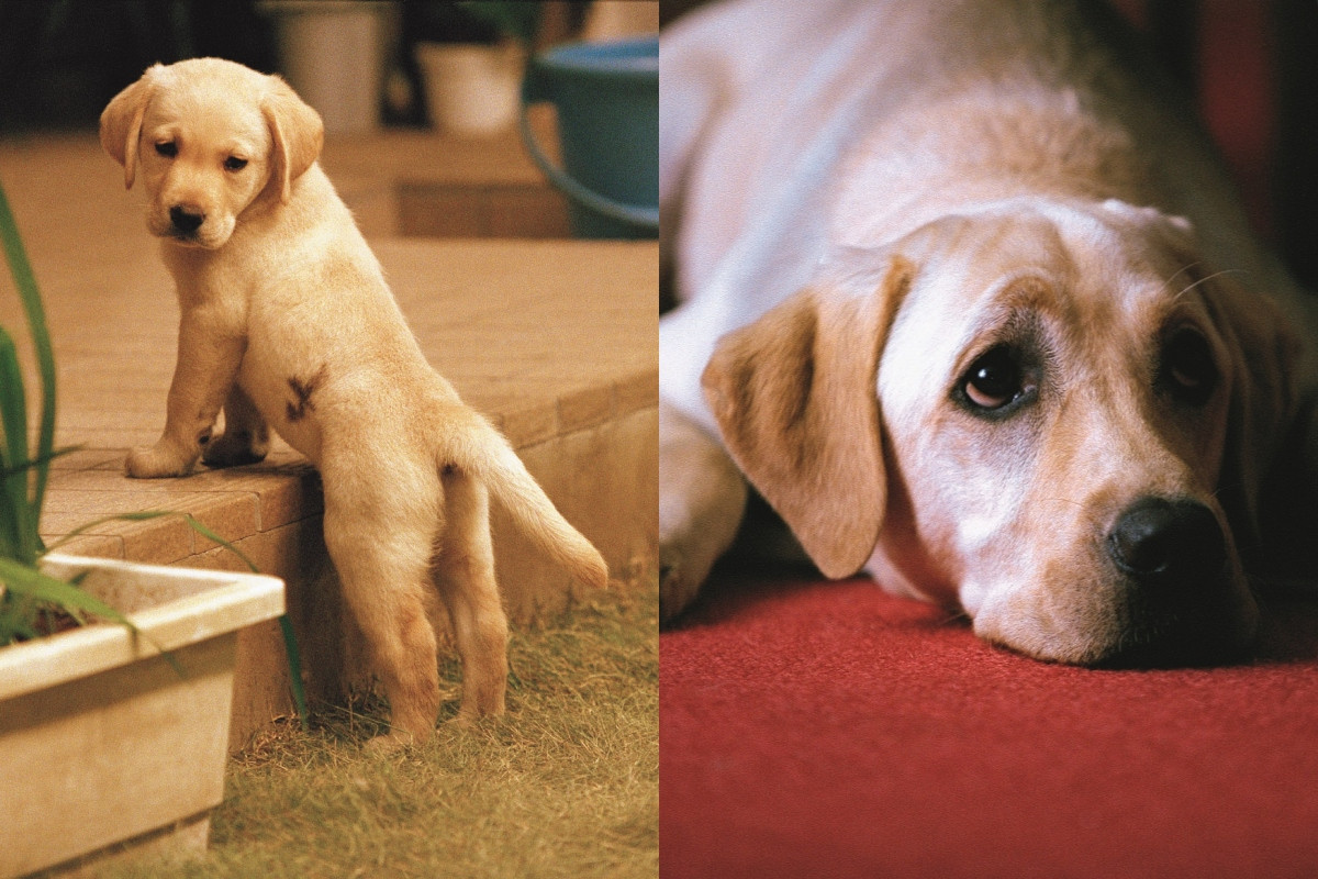 （圖片提供：采昌國際多媒體）