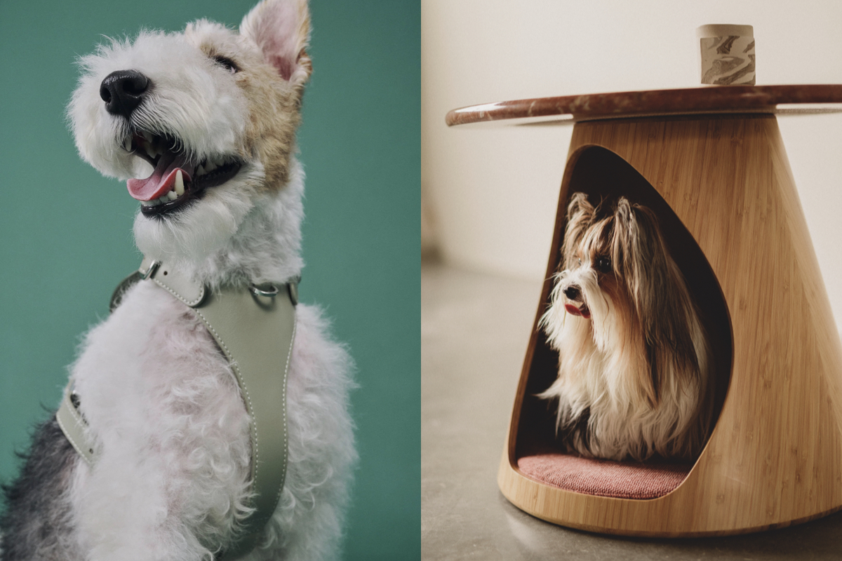 台灣品牌PAMITIE主打「人寵共享」設計！家具、戶外用品都要毛孩友善