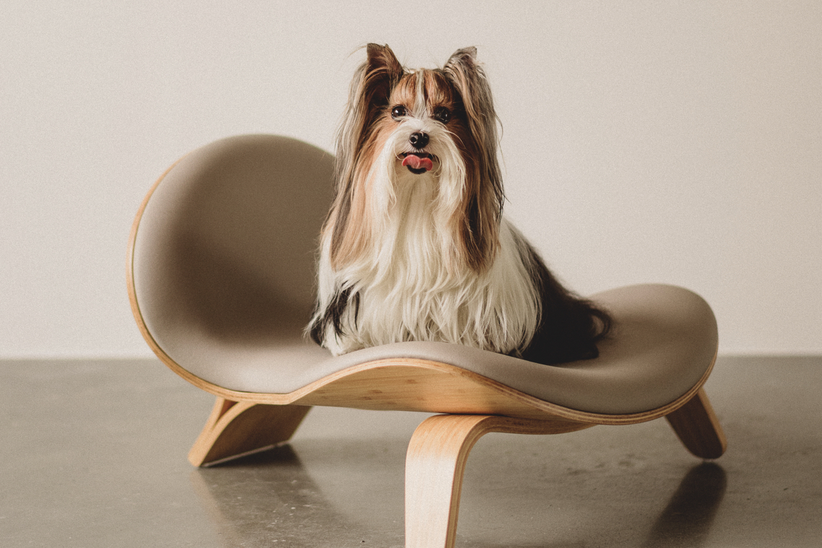 台灣品牌PAMITIE主打「人寵共享」設計！家具、戶外用品都要毛孩友善