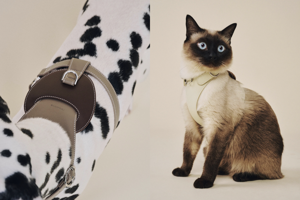 台灣品牌PAMITIE主打「人寵共享」設計！家具、戶外用品都要毛孩友善