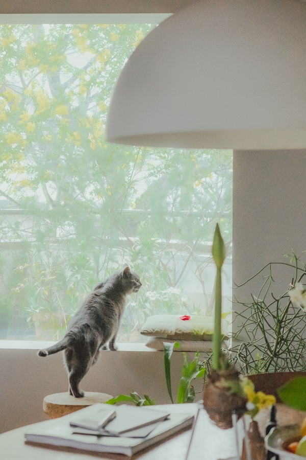 窗戶刻意不裝窗簾，Sunny會在此觀察停靠的野鳥。（攝影：傅詩翔）