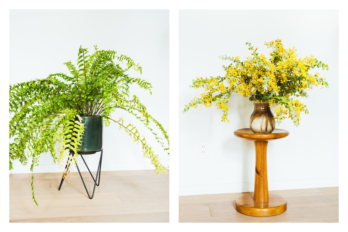 腎蕨（左）葉態份量十足，充滿生命力，適合懸掛或離地擺放，讓向下垂墜的繁茂綠意為空間添增魅力。銀栲（右）數年即可抽高至5公尺以上，春季綻放如小毛球般的鮮黃色花朵被視為幸運的象徵。（攝影：傅詩翔）
