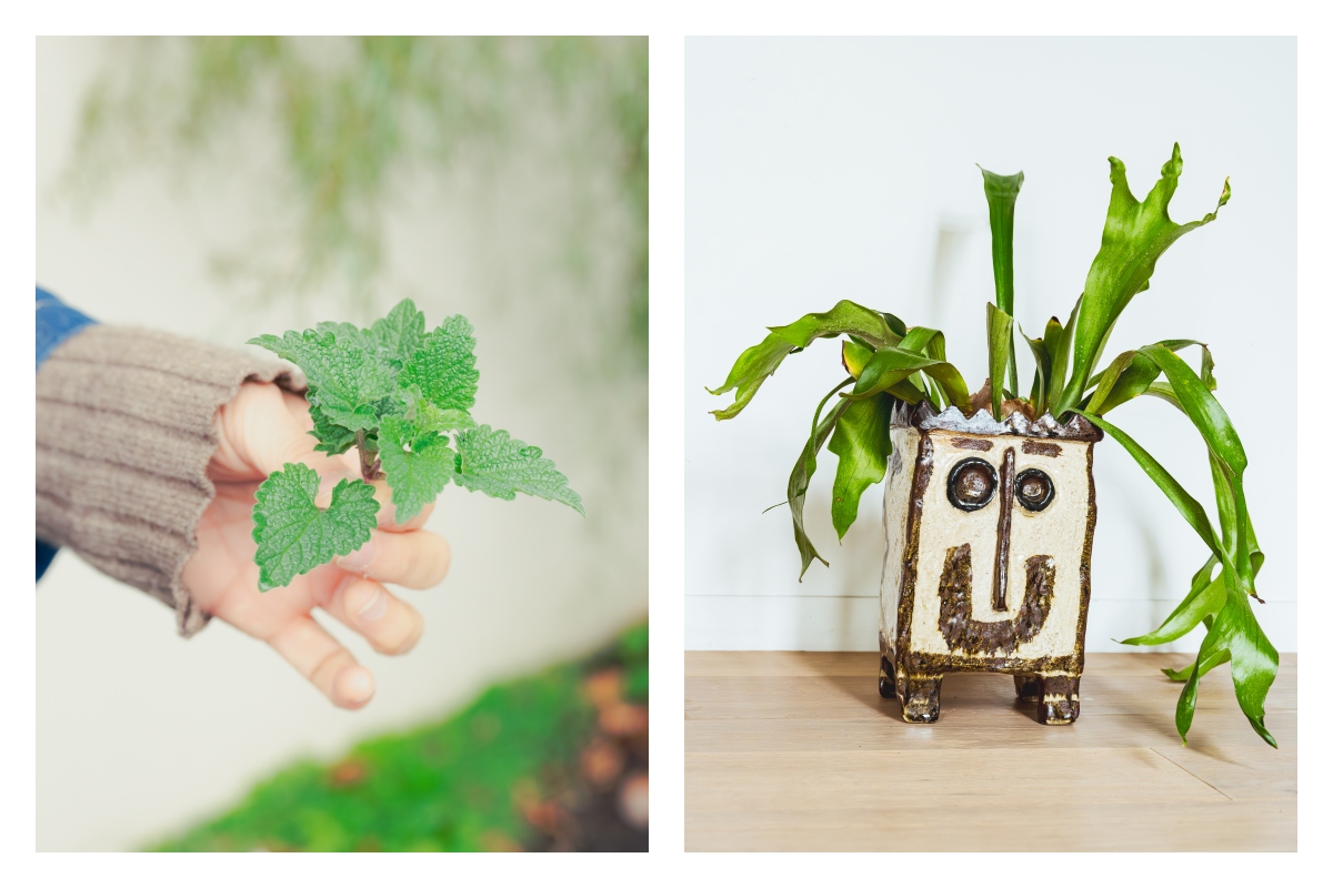 貓薄荷（左）為貓喜愛的香草之一，帶有如薄荷般的清爽香氣，嫩葉亦可入菜或沖泡成香草茶飲用。二叉鹿角蕨（右）葉片型態分為收集水分的外套葉和負責繁衍的孢子葉，容易照顧，適合作為種植鹿角蕨的入門品種。（攝影：傅詩翔）