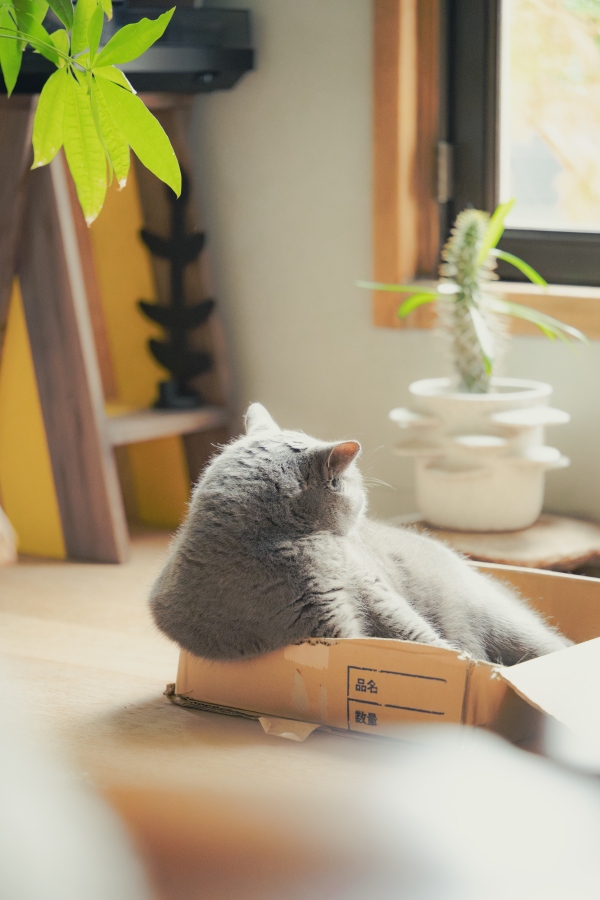 Sunny最喜歡窩在快遞包裹的紙盒。（攝影：傅詩翔）