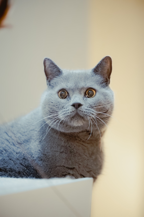 鈴野家並沒有為貓量體重的習慣，問到體重時脫口而出「很重」。（攝影：傅詩翔）