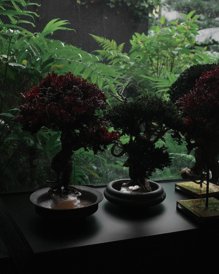 大稻埕「裏 Ura.219」啟動藝廊計畫！首展帶來東京TOUFU TOKYO再生盆栽