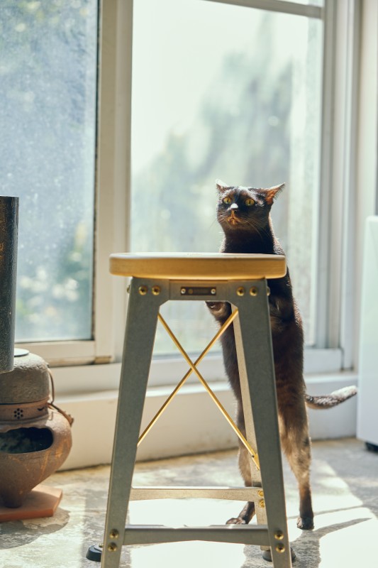 （攝影：林科呈）