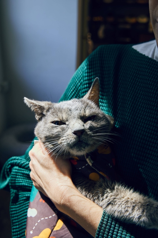 17歲的老貓Ash（攝影：林科呈）