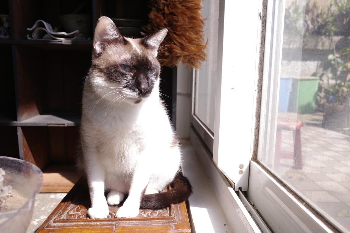 巴特（圖片提供：Rick & Gemma）