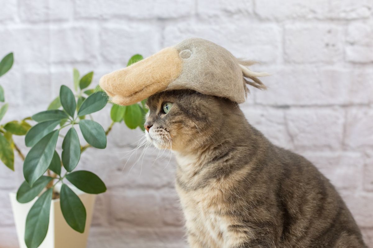 鯨頭鸛帽。（圖片提供：rojiman & umatan）