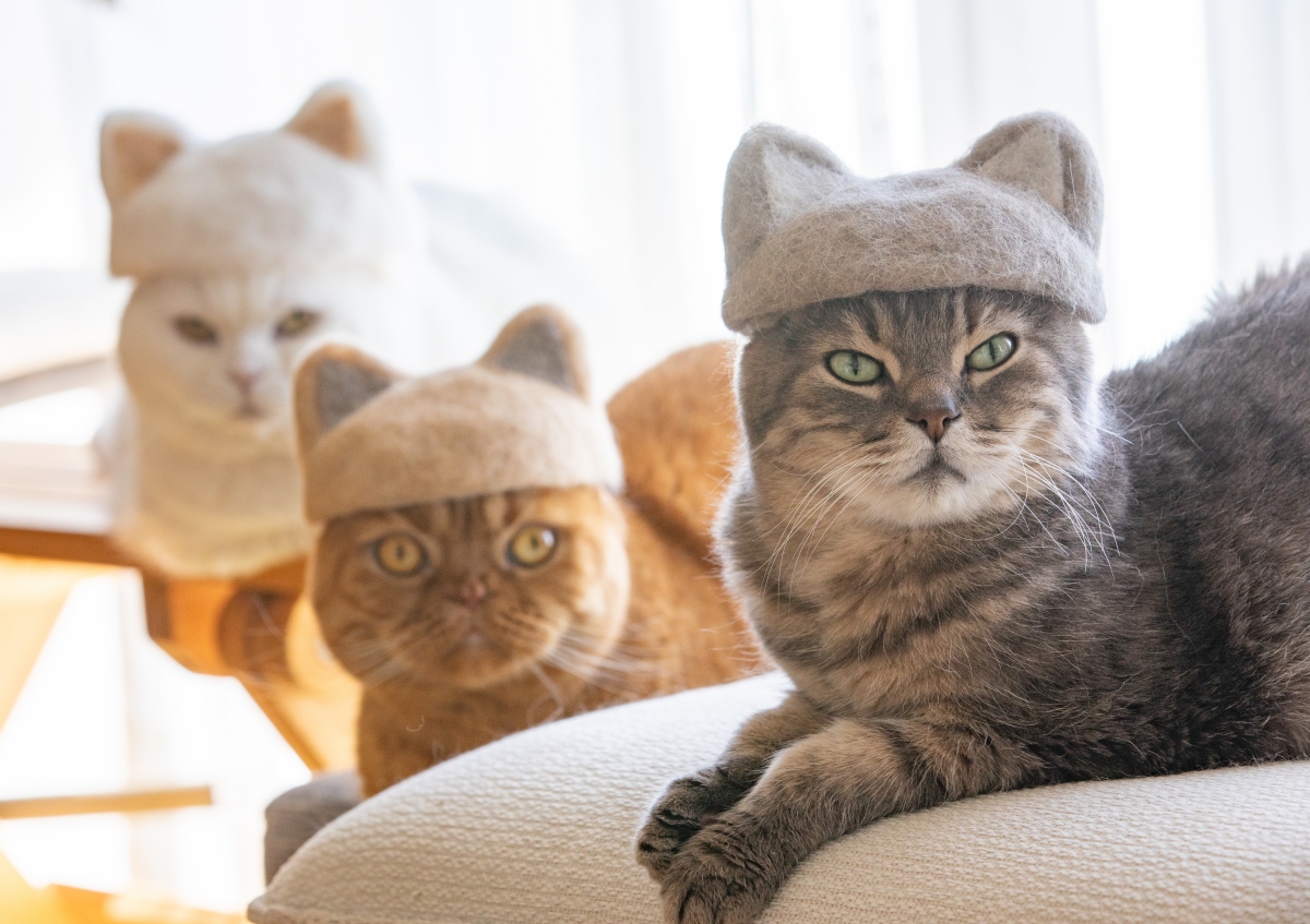 貓耳帽。（圖片提供：rojiman & umatan）