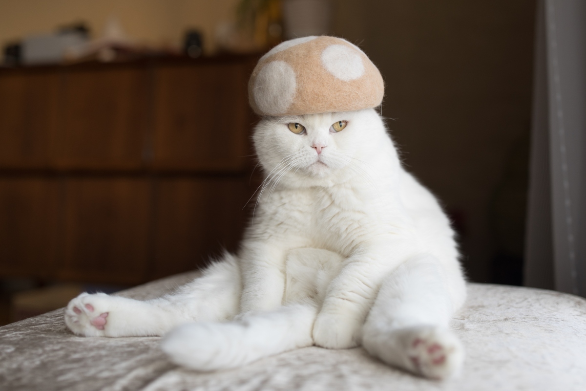 蘑菇帽。（圖片提供：rojiman & umatan）