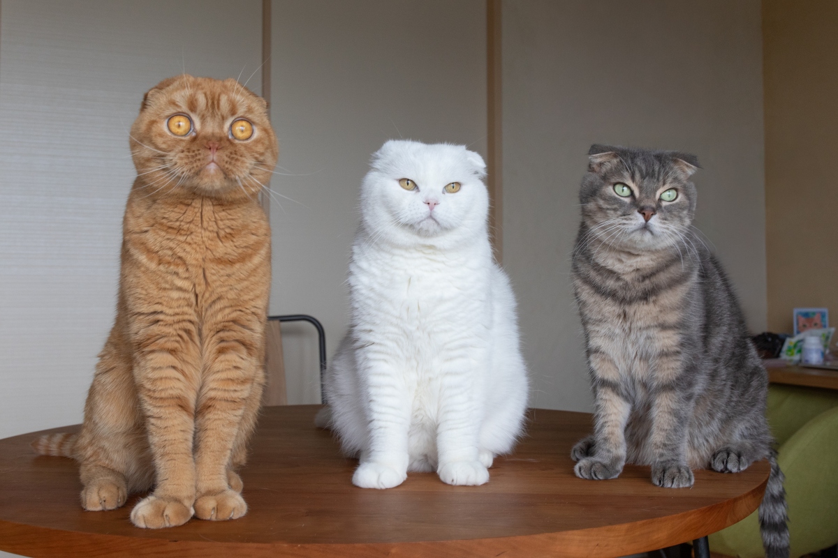 三兄弟合影，由左至右：ムギ（Mugi）、マル（Maru）、ニャア（Nya）。（圖片提供：rojiman & umatan）