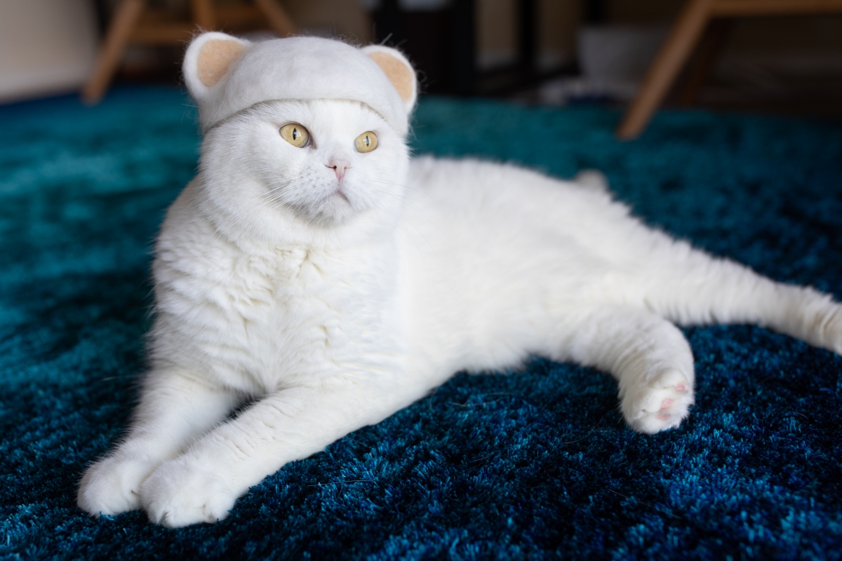 マル配戴小熊帽子。（圖片提供：rojiman & umatan）