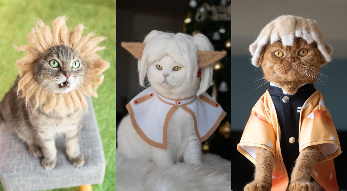 將時間與記憶化作貓毛氈帽！日本rojiman & umatan的手作提案，看見與貓咪三兄弟相處的家庭日常