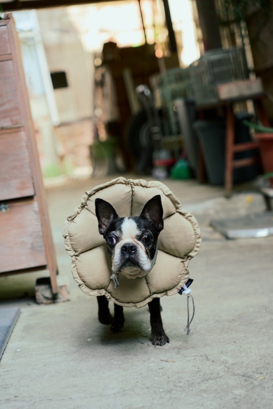 （攝影：Rafael Wu）