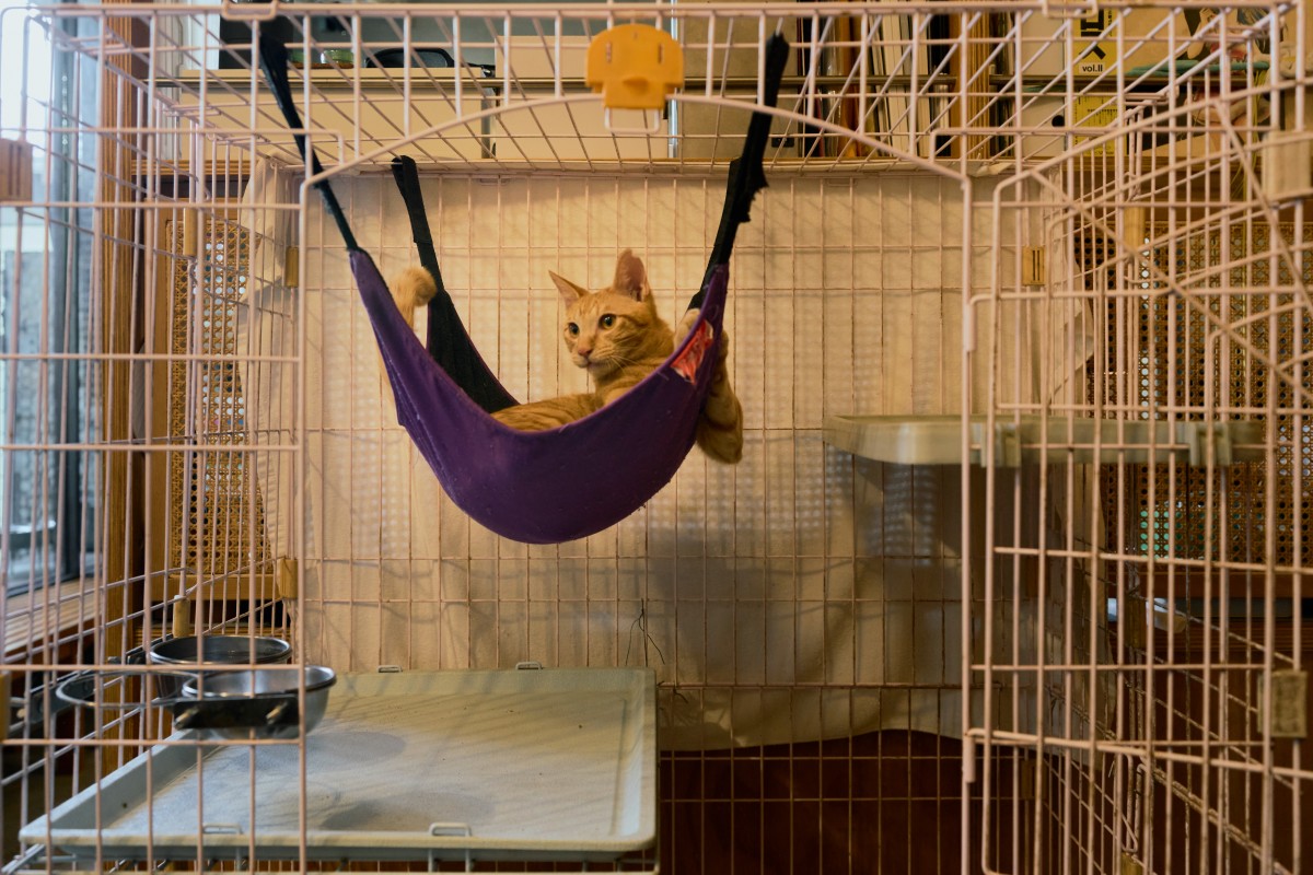 （攝影：Rafael Wu）