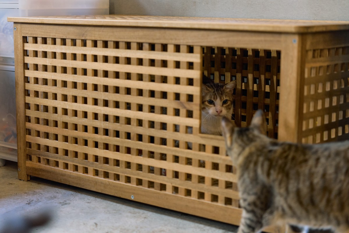 （攝影：Rafael Wu）