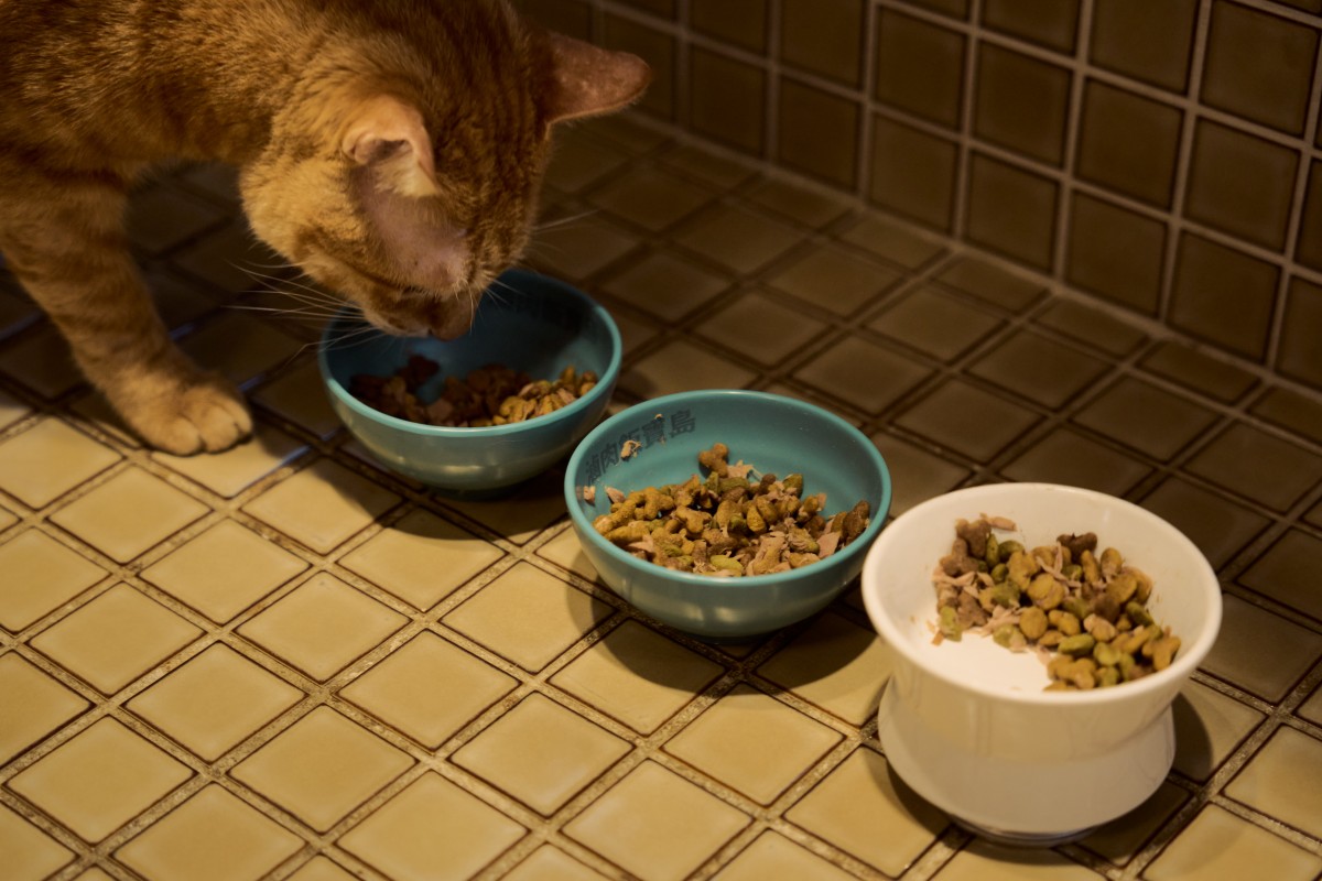 （攝影：Rafael Wu）