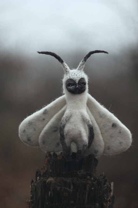 The Black Moth黑蛾（圖片提供：one little planet）