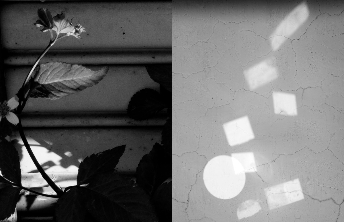 陳詠華攝影作品《咸豐草（Bidens Pilosa）》、《裂光幾何（Fractured Light Geometry）》。（圖片提供：徠卡）
