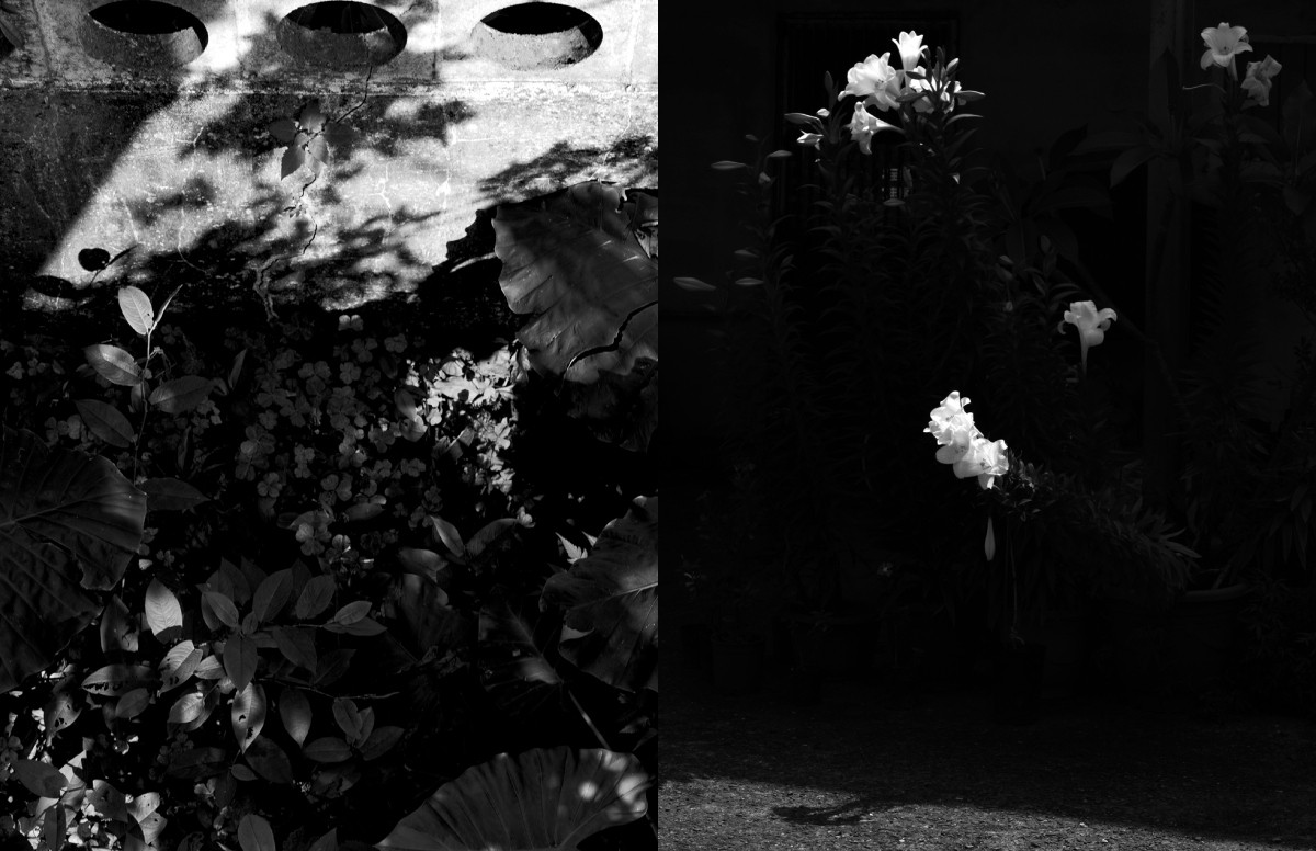 陳詠華攝影作品《野性之光（Wild Illumination）》、《寂靜綻放時（Silence in Bloom）》。（圖片提供：徠卡）