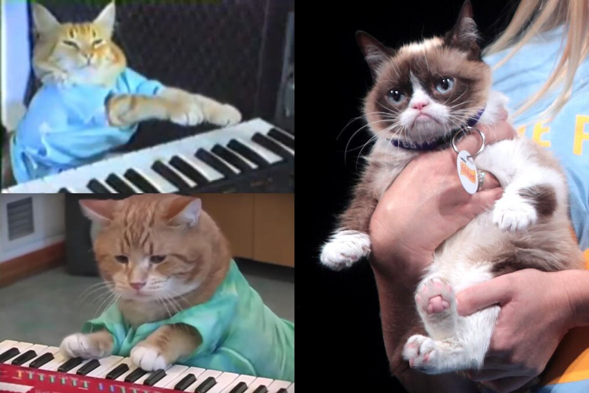 彈電子琴的貓（Keyboard Cat）和不爽貓（Grumpy Cat）。（圖片來源：Wikipedia, Keyboard Cat）